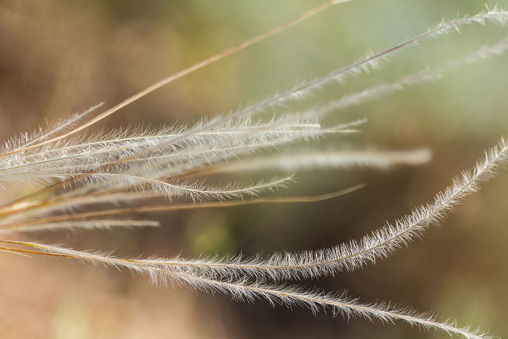 Изображение особи род Stipa.