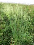 Stipa capillata