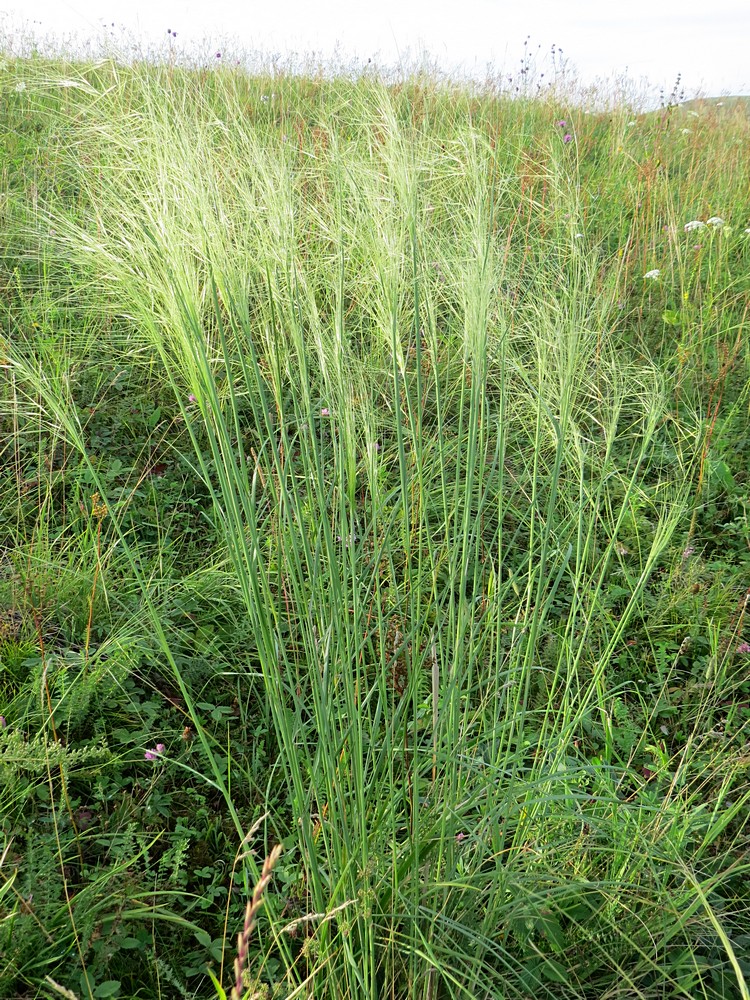 Изображение особи Stipa capillata.