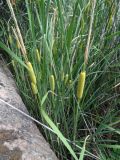 Typha laxmannii