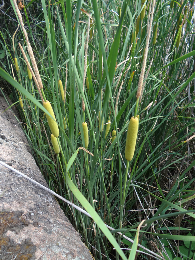 Image of Typha laxmannii specimen.