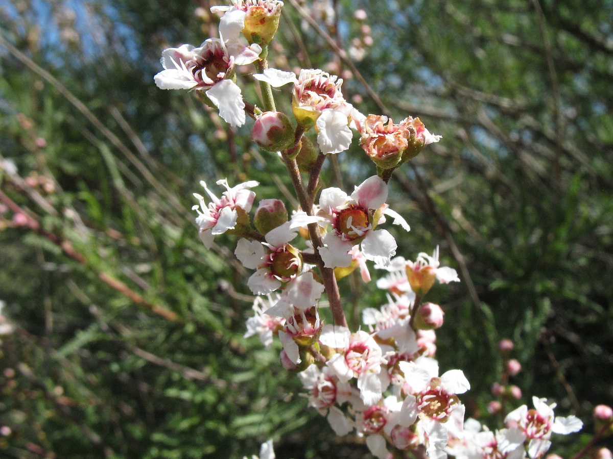 Image of Spiraeanthus schrenkianus specimen.