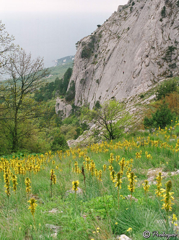 Изображение особи Asphodeline lutea.