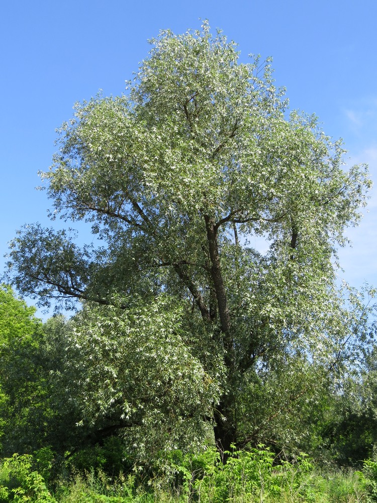 Image of Salix alba specimen.