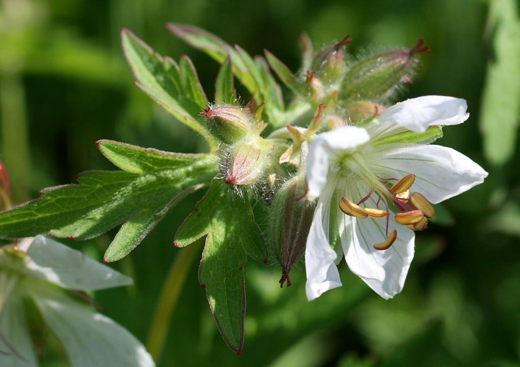 Image of Geranium erianthum specimen.