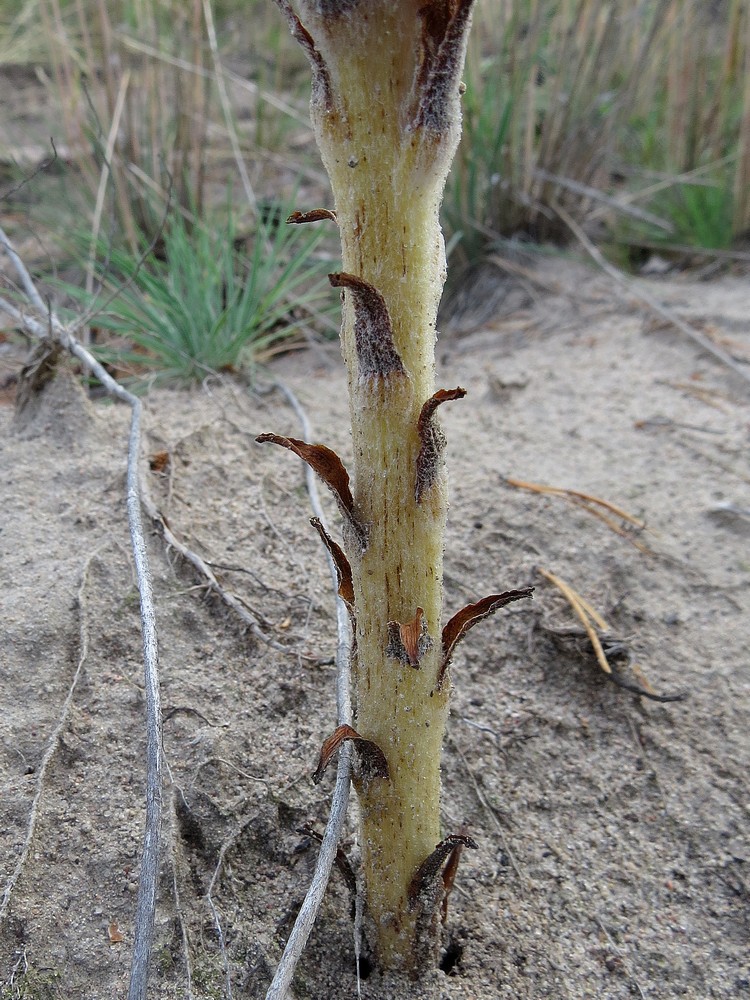 Image of Orobanche coerulescens specimen.