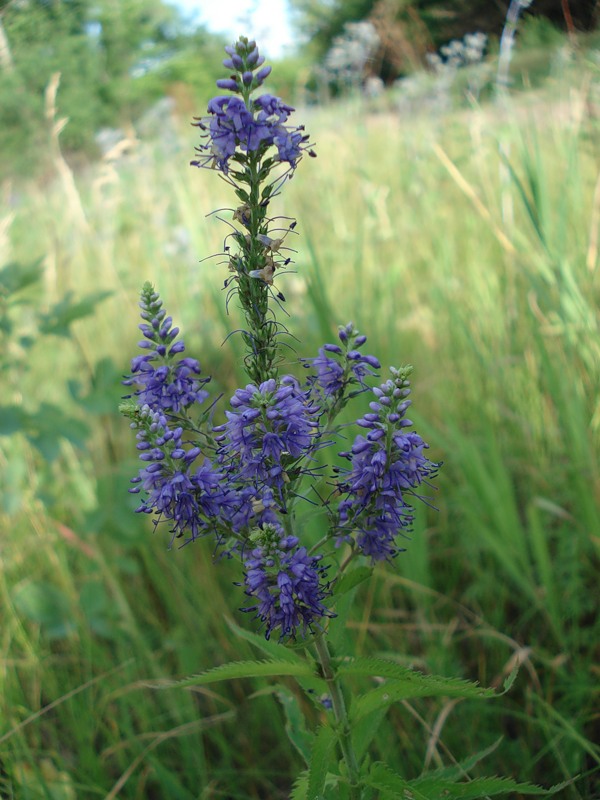 Image of Veronica longifolia specimen.