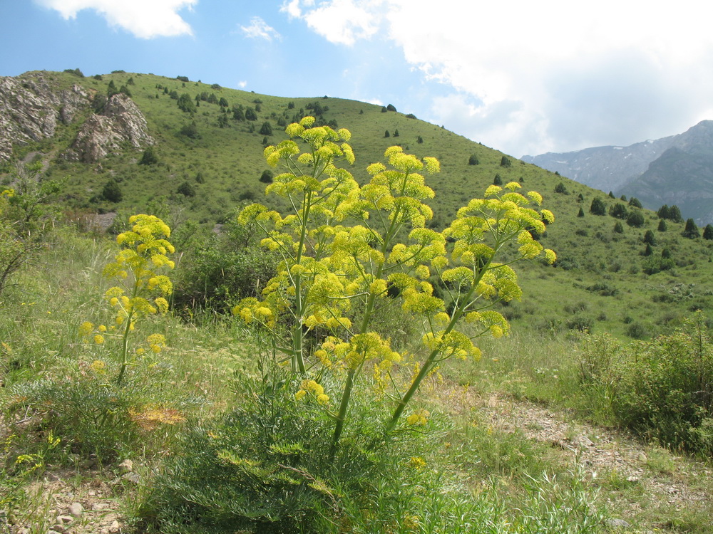 Изображение особи Ferula penninervis.