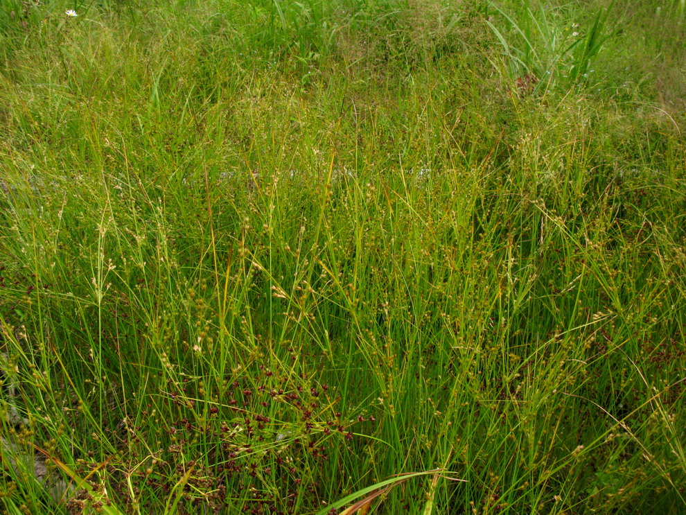 Изображение особи Juncus tenuis.