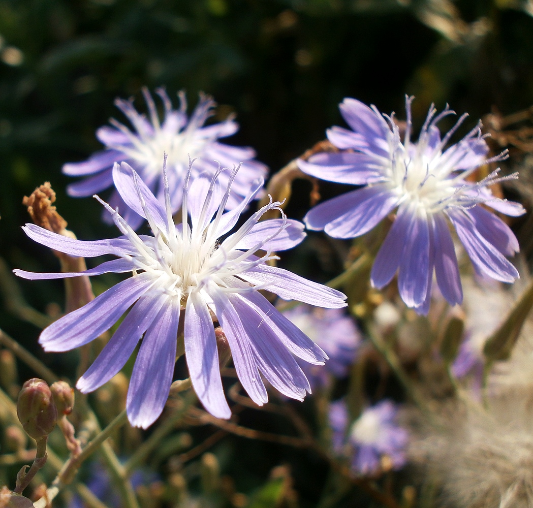 Image of Lactuca tatarica specimen.