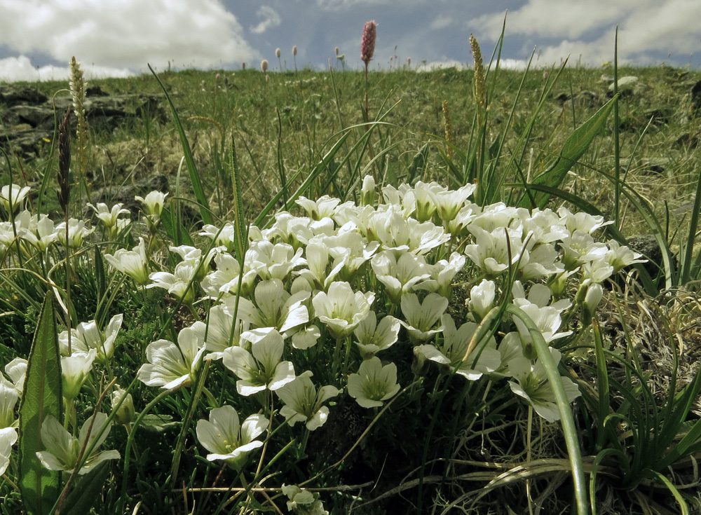 Image of genus Minuartia specimen.