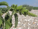 Amaranthus retroflexus. Верхушка побега с соцветием с цветками и завязавшимися плодами. Краснодарский край, м/о Анапа, окр. ст. Благовещенская, Кизилташский лиман, коса Голенькая, ракушечный пляж. 09.08.2014.