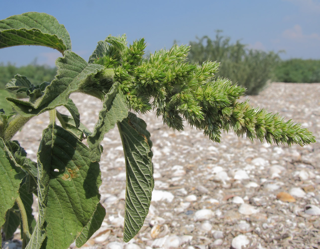 Изображение особи Amaranthus retroflexus.