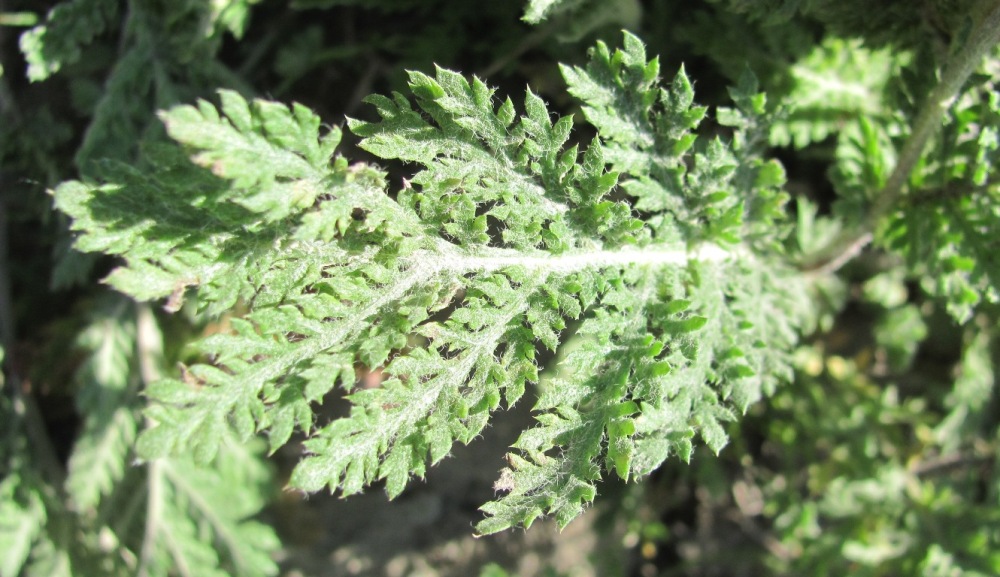 Image of Tanacetum bipinnatum specimen.