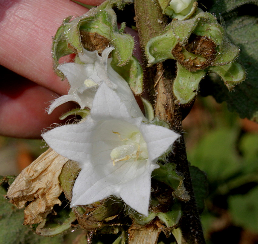 Image of Campanula alliariifolia specimen.