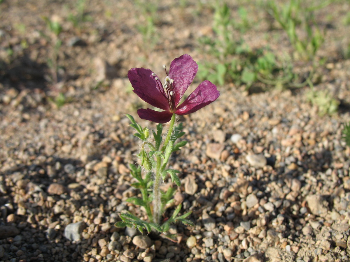 Изображение особи Roemeria hybrida.