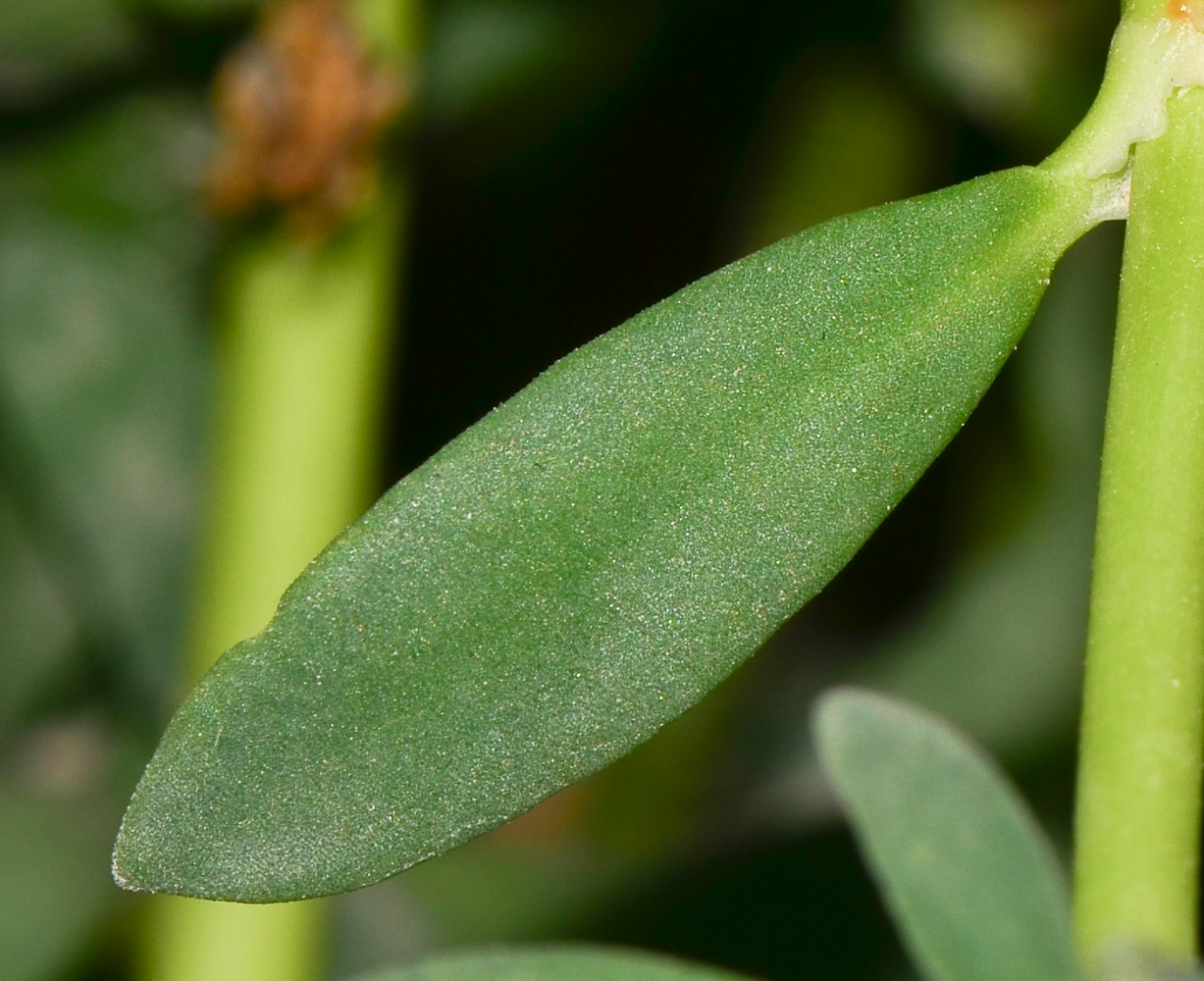 Изображение особи Sesuvium portulacastrum.