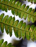 Dryopteris filix-mas