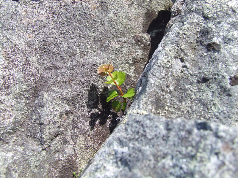 Image of genus Betula specimen.