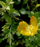 Papaver cambricum