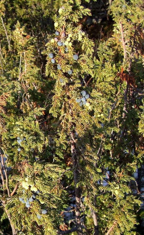 Изображение особи Juniperus sibirica.