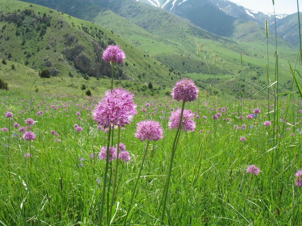 Image of Allium fetisowii specimen.