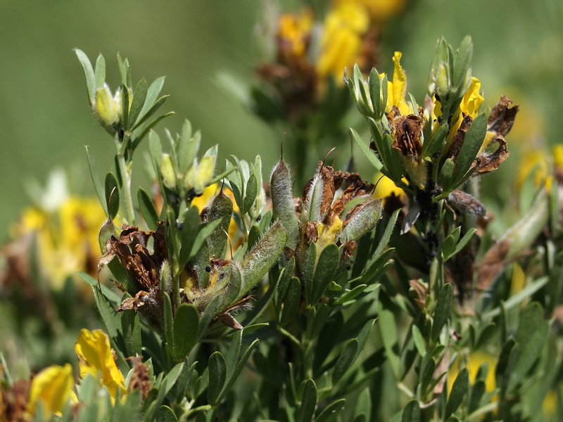 Изображение особи Chamaecytisus austriacus.