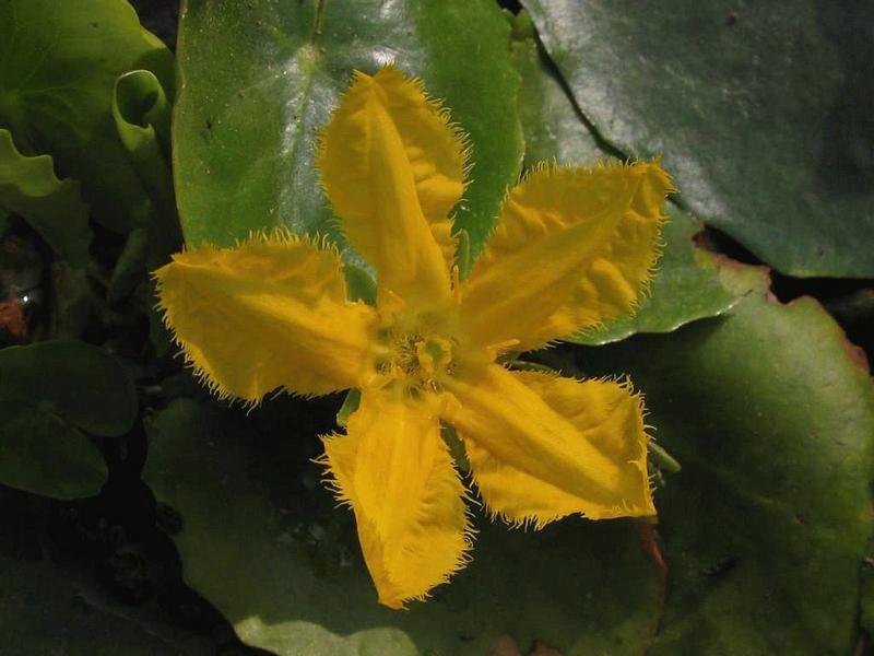 Image of Nymphoides peltata specimen.