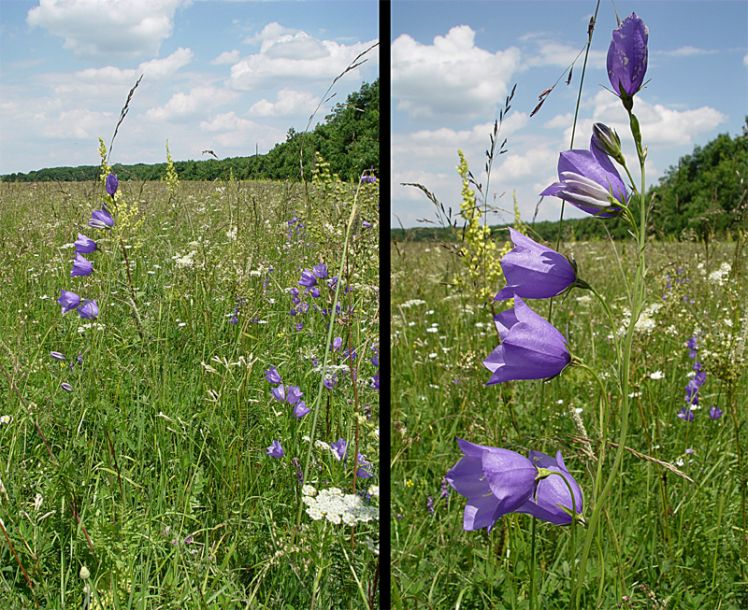 Image of Campanula persicifolia specimen.