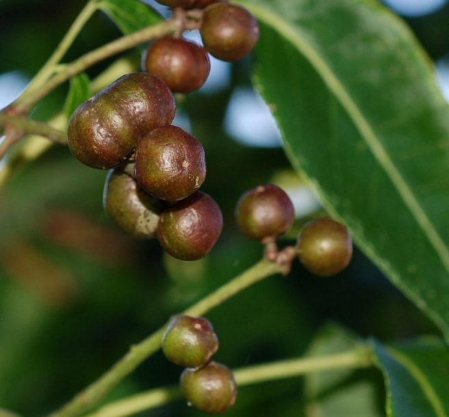Изображение особи Phellodendron amurense.
