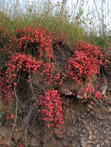 Image of Ephedra distachya specimen.