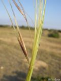 Stipa capillata