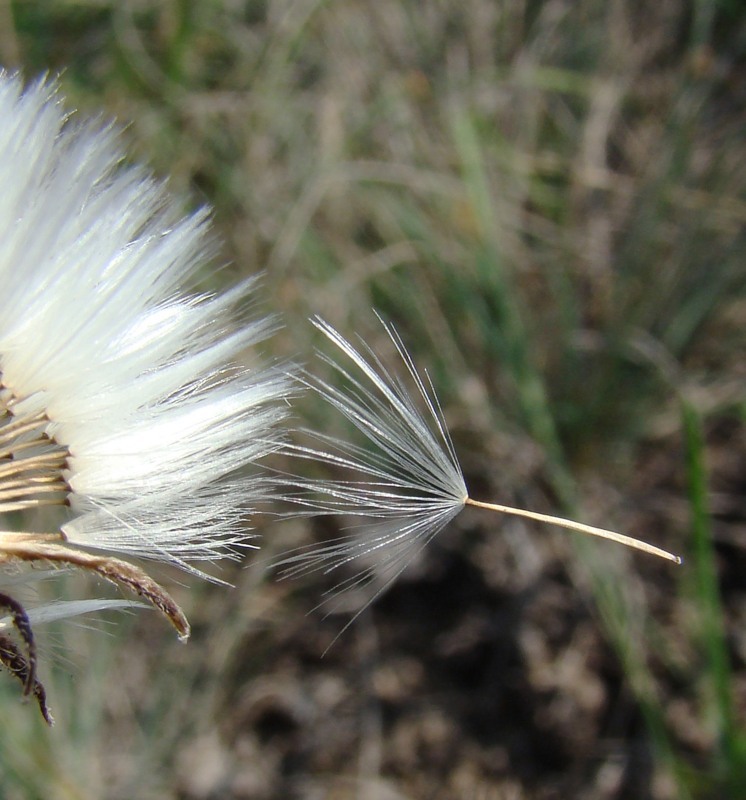 Image of Crepis foetida specimen.