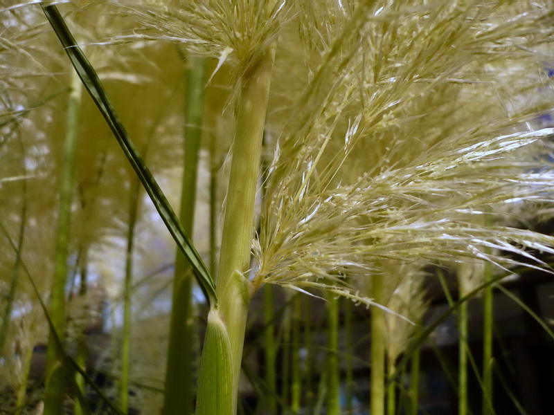 Image of Cortaderia selloana specimen.