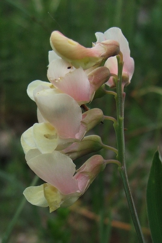 Image of Lathyrus lacaitae specimen.