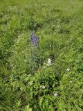 Aconitum baicalense. Цветущее растение. Иркутская обл., Иркутский р-н, окр. дер. Позднякова, заболоченный луг с редкими кустарниками. 07.08.2015.