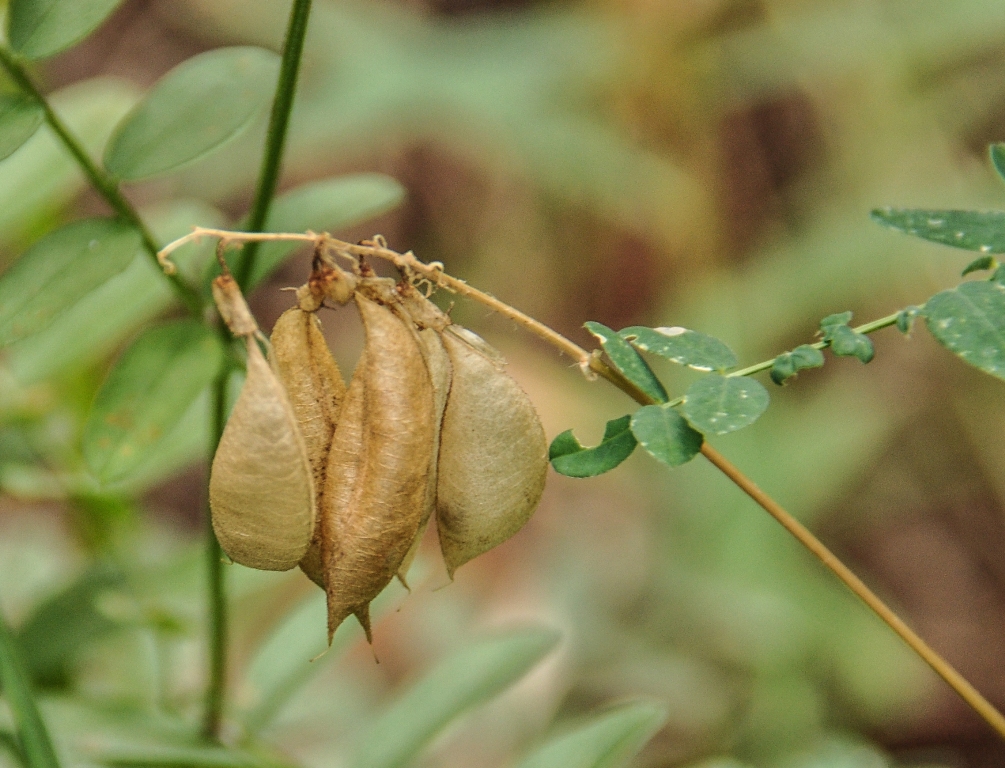 Image of Astragalus mongholicus specimen.