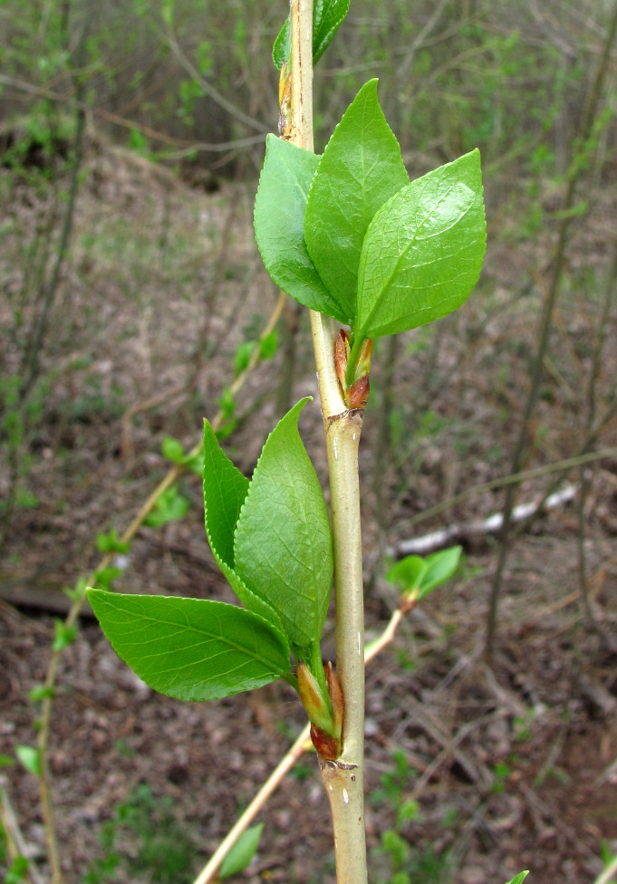 Изображение особи Populus laurifolia.