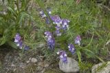 Vicia sosnowskyi