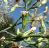 Symphyotrichum graminifolium