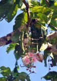 Barringtonia racemosa. Часть ветви с соцветием и плодами. Андаманские острова, окр. г. Порт-Блэр. 05.01.2015.