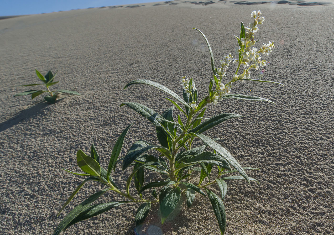 Изображение особи Aconogonon chlorochryseum.