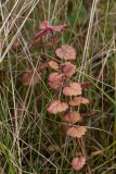 Glechoma hederacea