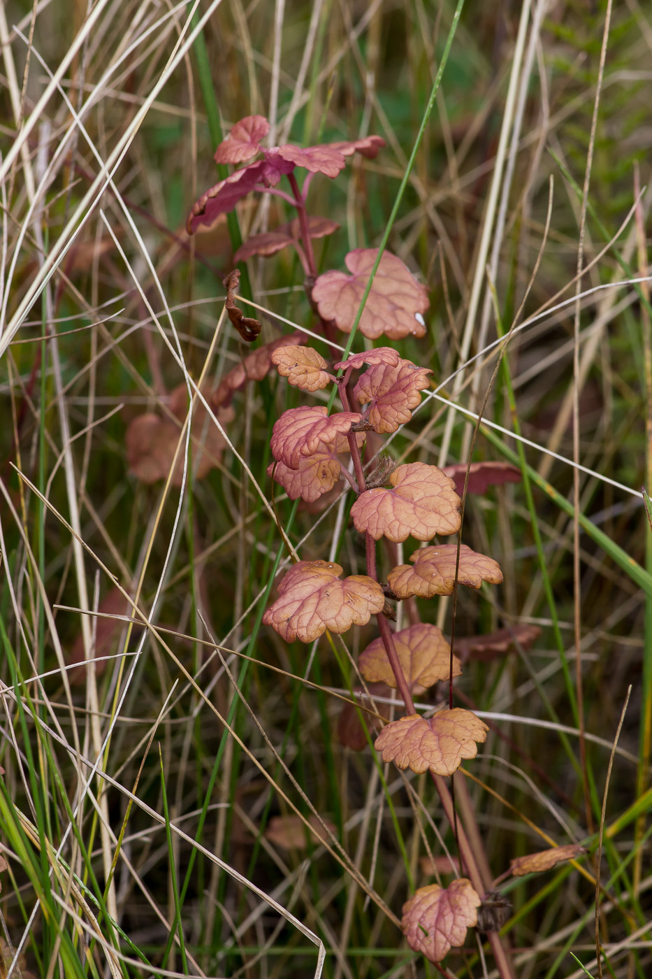 Image of Glechoma hederacea specimen.