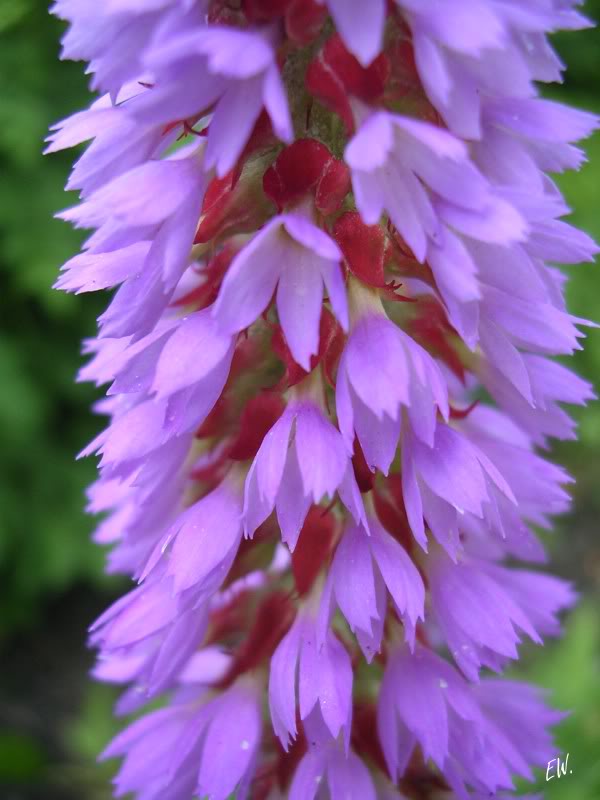 Изображение особи Primula vialii.