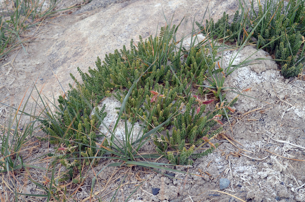 Image of Oxytropis chiliophylla specimen.