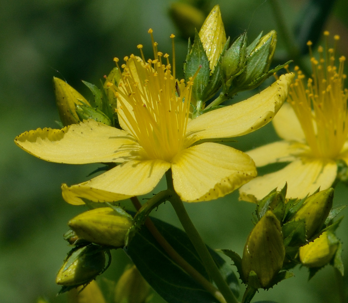 Hypericum elegans. Hypericum venustum. Гиперикум чашелистик. Hypericum White leaves.