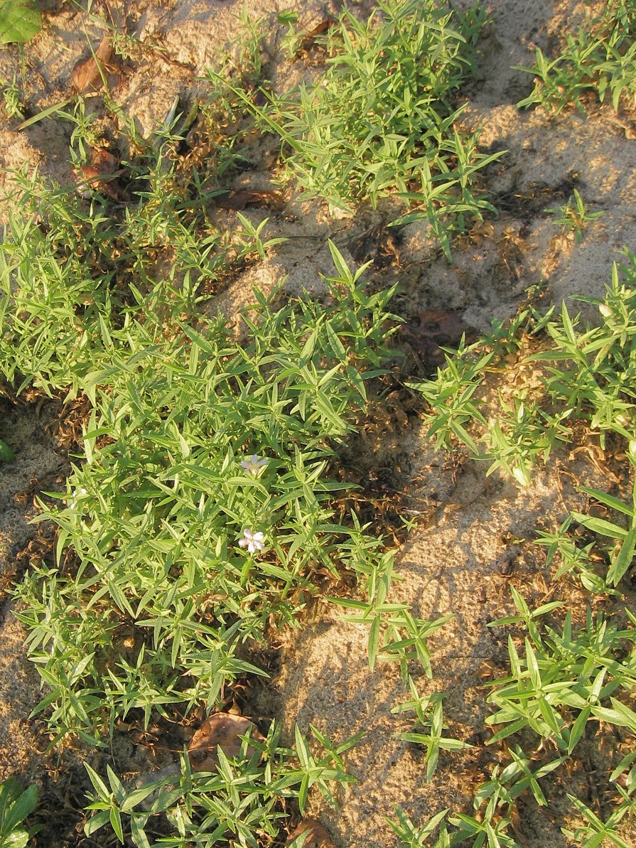 Image of Oberna procumbens specimen.