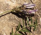 genus Astragalus