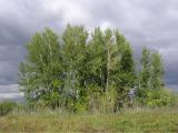 Image of taxon representative. Author is Слава Беспалов